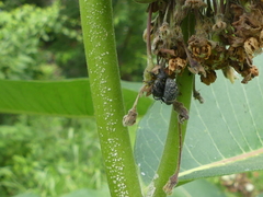 Rhyssomatus lineaticollis