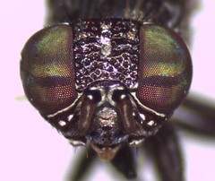 Notogramma