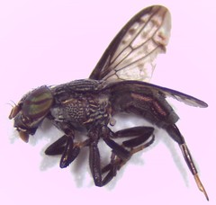 Notogramma