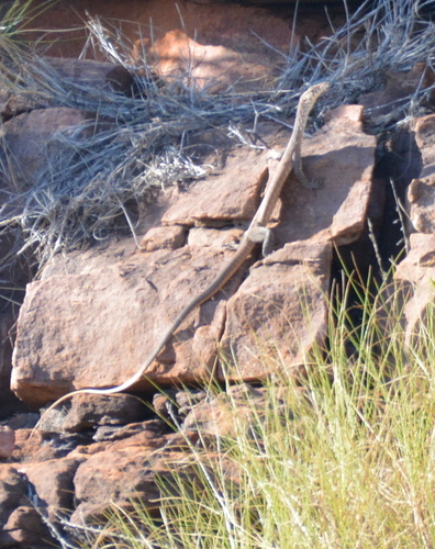 Black-palmed Rock Monitor, Varanus glebopalma