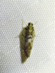 Cixioidea