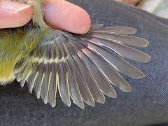 Common Firecrest photo 6