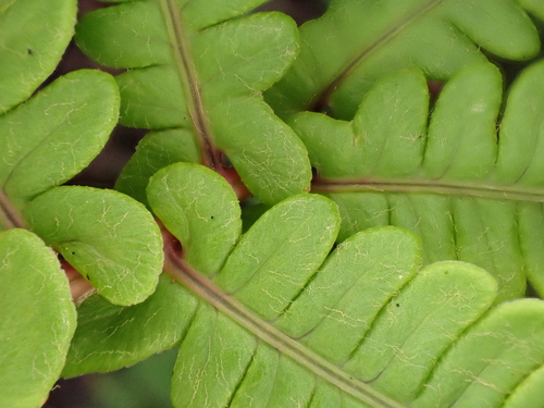 Sadleria wagneriana observed 2024-11-02