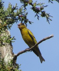 Serinus flavivertex