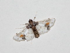Leucinodes orbonalis
