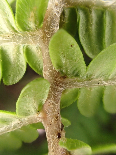Sadleria wagneriana observed 2024-11-02