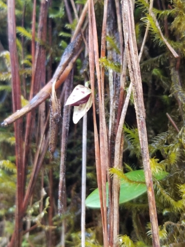 Stelis guttata