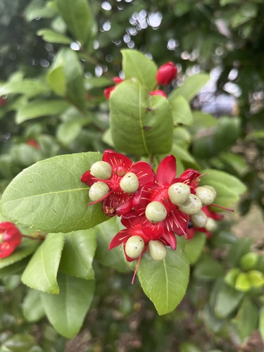 Ochna serrulata