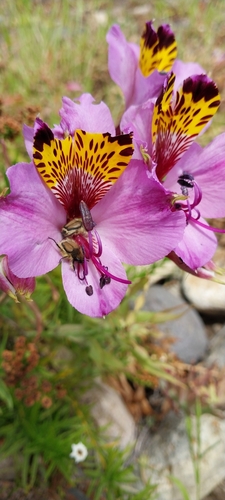 Lichnia gallardoi