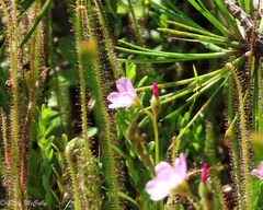 Drosera filiformis