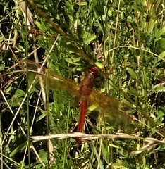 Libellula needhami