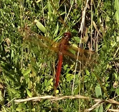 Libellula needhami