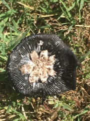 Coprinus calyptratus