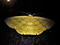 Cyclophora gigantula