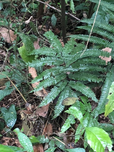 Image of Adiantum pulverulentum by (c) Jared Shorma, some rights reserved (CC BY)