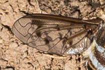 Exoprosopa painterorum