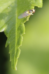 Thaumatomyia notata