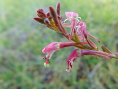 Oenothera hexandra