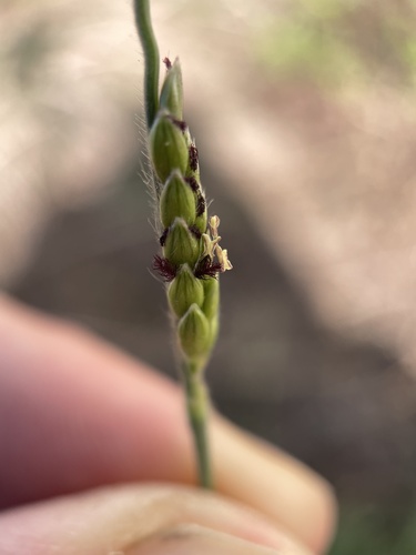 Image of Eriochloa sericea by (c) Nathan May, some rights reserved (CC BY)