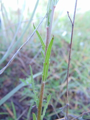 Oenothera hexandra