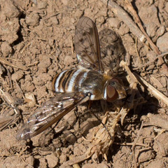 Exoprosopa painterorum