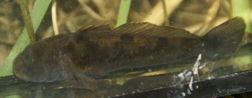 Western Tubenose Goby, Kraggenburg, Nederland, photo 6 of 10