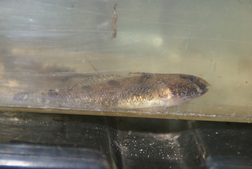 Western Tubenose Goby, Wijckel, Nederland, photo 10 of 10