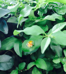 Aspidimorpha furcata