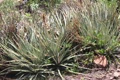 Hechtia podantha
