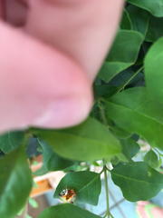 Aspidimorpha furcata