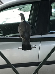 Columba palumbus