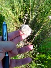 Plectocephalus americanus