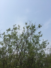 Poecile atricapillus