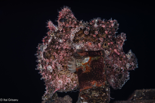 Photo of Commerson's frogfish (Antennarius commerson)