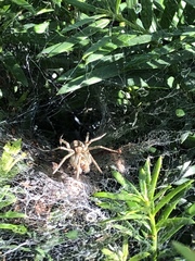 Agelenidae