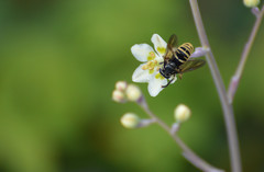 Temnostoma excentrica
