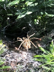 Agelenidae