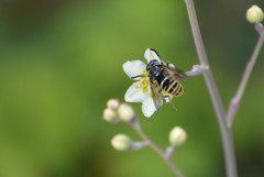 Temnostoma excentrica