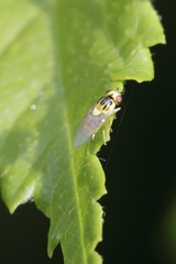 Thaumatomyia notata