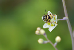 Temnostoma excentrica