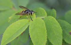 Temnostoma excentrica