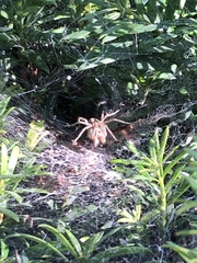 Agelenidae