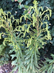 Solidago canadensis
