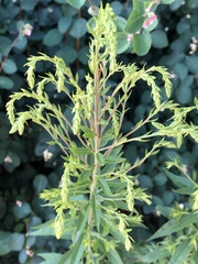 Solidago canadensis