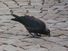 Corvus monedula