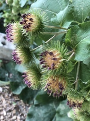Arctium lappa