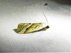 Micrathetis tecnion