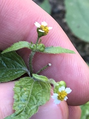 Galinsoga quadriradiata