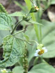Galinsoga quadriradiata
