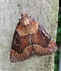 Omphalocera munroei
